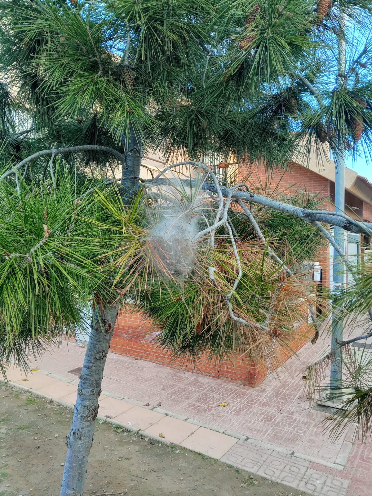 Aumentan los trabajos de vigilancia y control contra las plagas de procesionaria en pinos de los parques y zonas verdes de la localidad