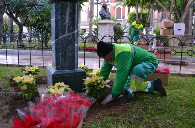 Cerca de un millar de flores de pascua vestirán de Navidad los jardines de Águilas 