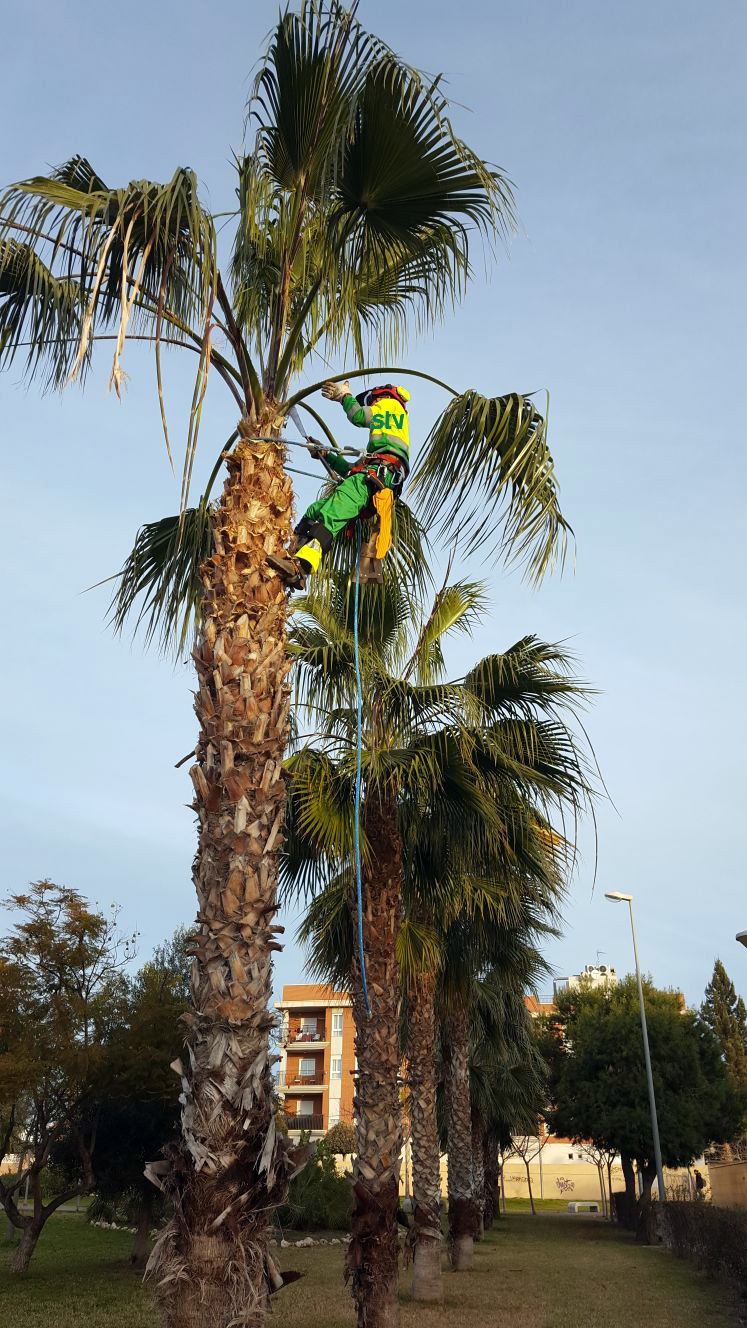 Más de 2300 palmeras del municipio pasan por ‘la peluquería’ para lucir sus mejores galas