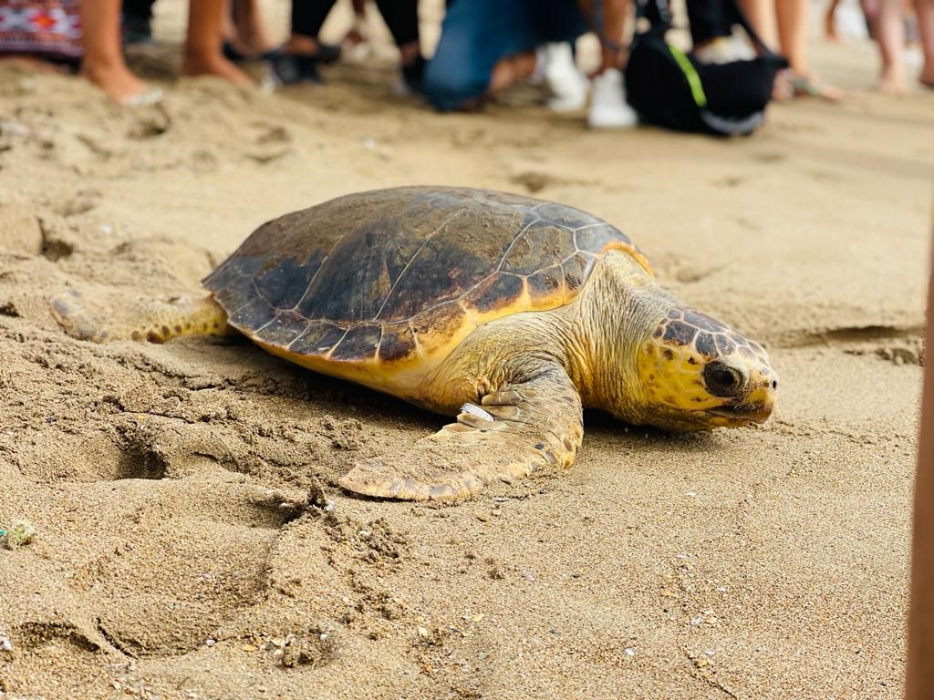 La playa de La Carolina se convierte en el escenario de la liberación de una tortuga boba