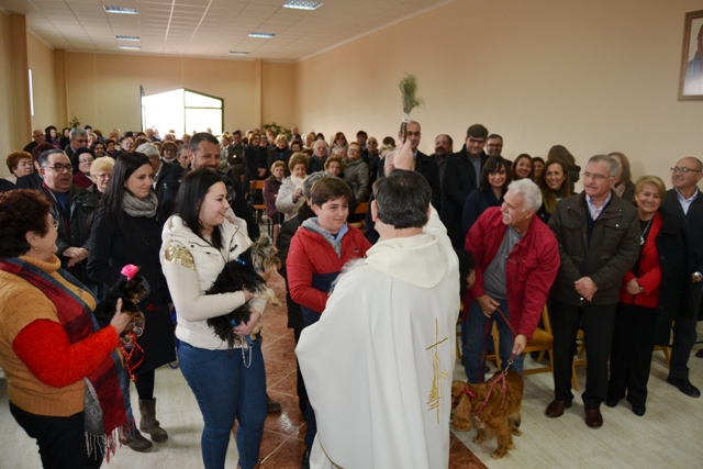 Cientos de aguileños acompañan a San Antón Abad en las fiestas de Tébar 