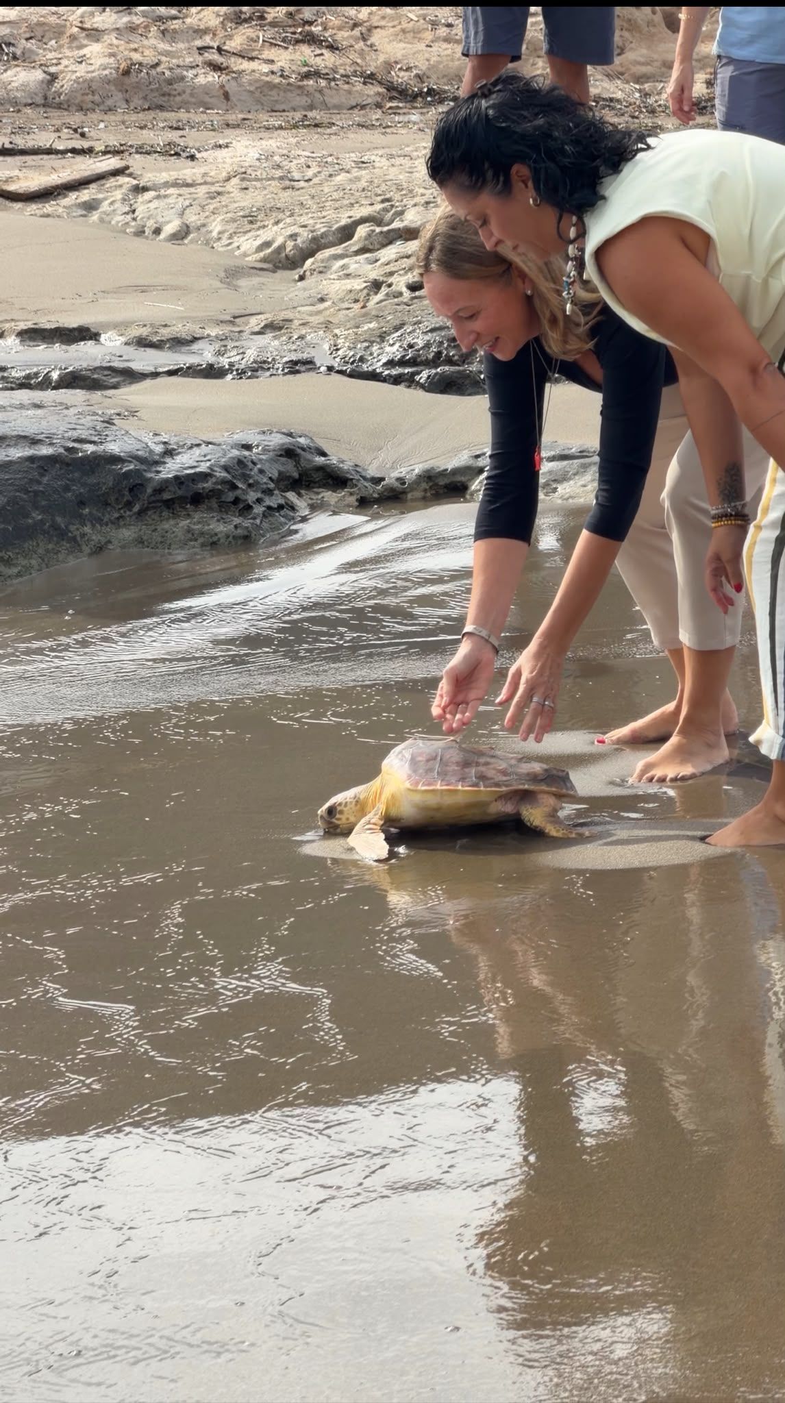 Liberadas tres tortugas bobas en la ensenada de la Torre de Cope