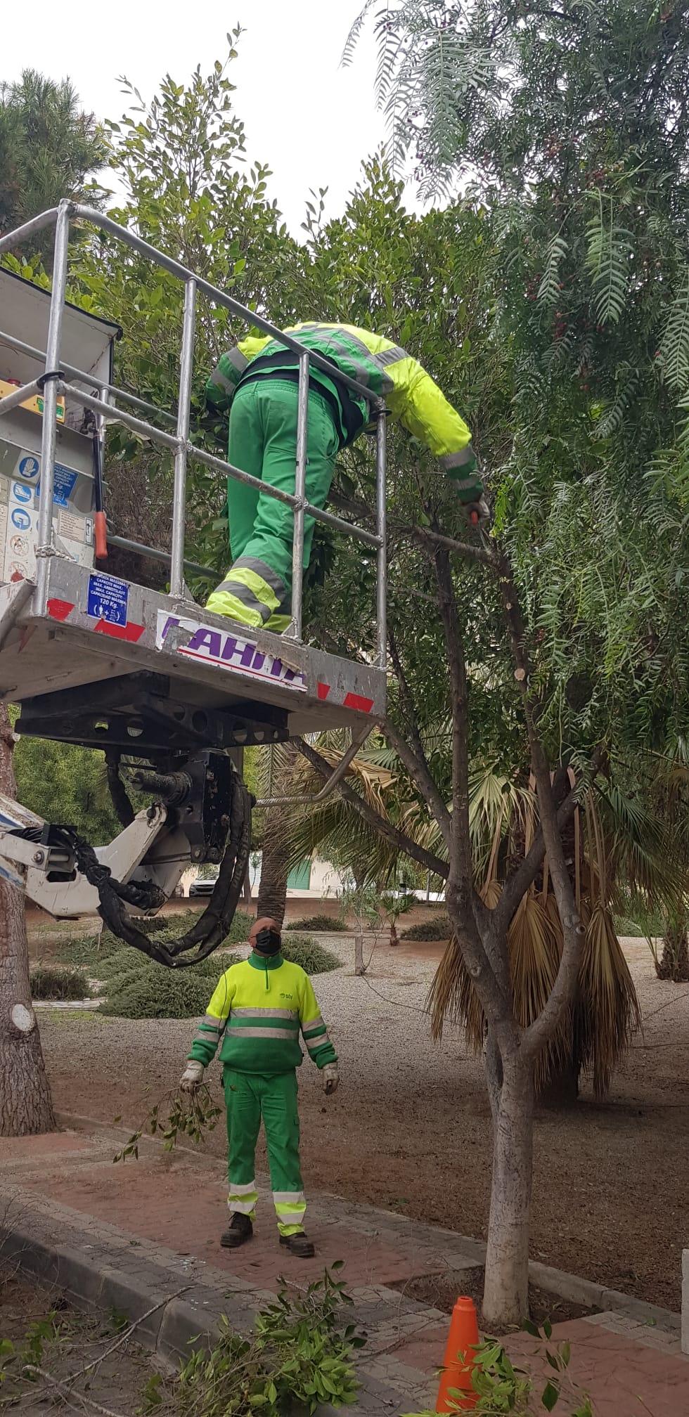 Sombras naturales a través de la correcta poda de los espacios verdes