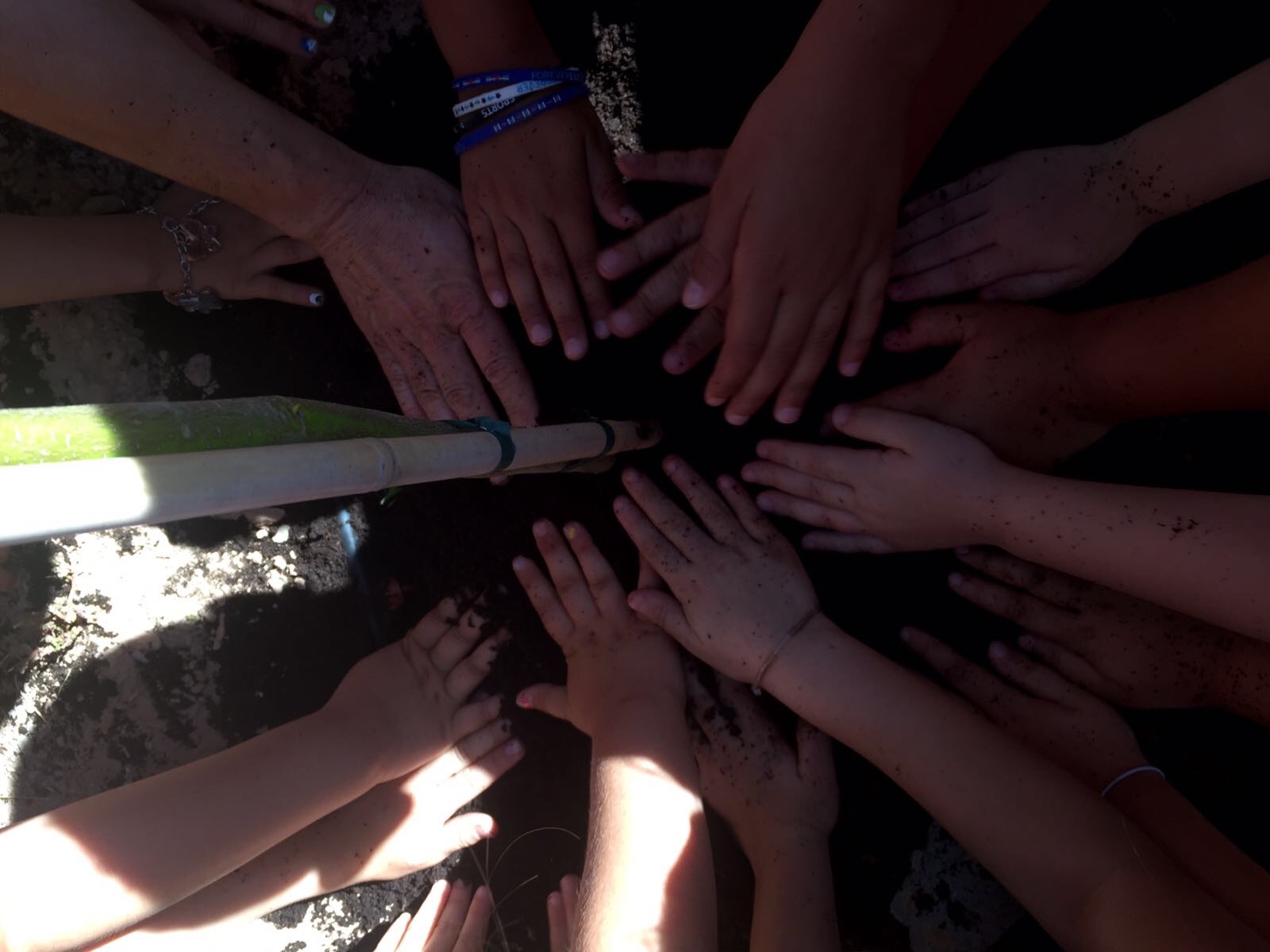 La Concejalía de Medio Ambiente presenta un extenso programa de actividades para el Día del Árbol