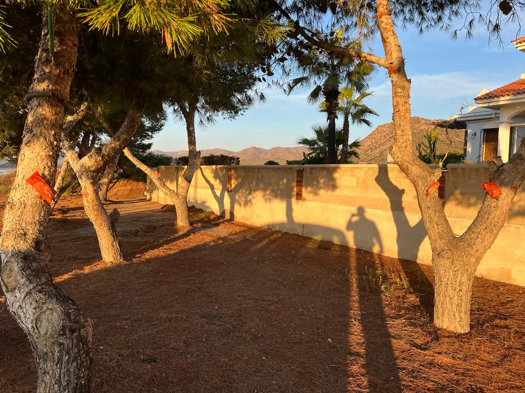 El Ayuntamiento aplica endoterapia en distintos árboles de la localidad como tratamiento frente a la procesionaria