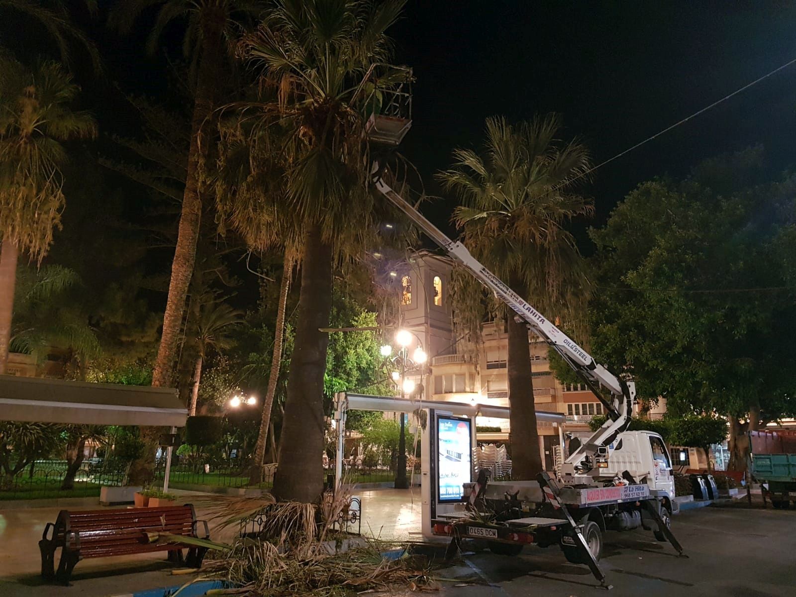 Un nuevo plan de recuperación consigue ‘devolver a la vida’ a numerosas palmeras de Águilas