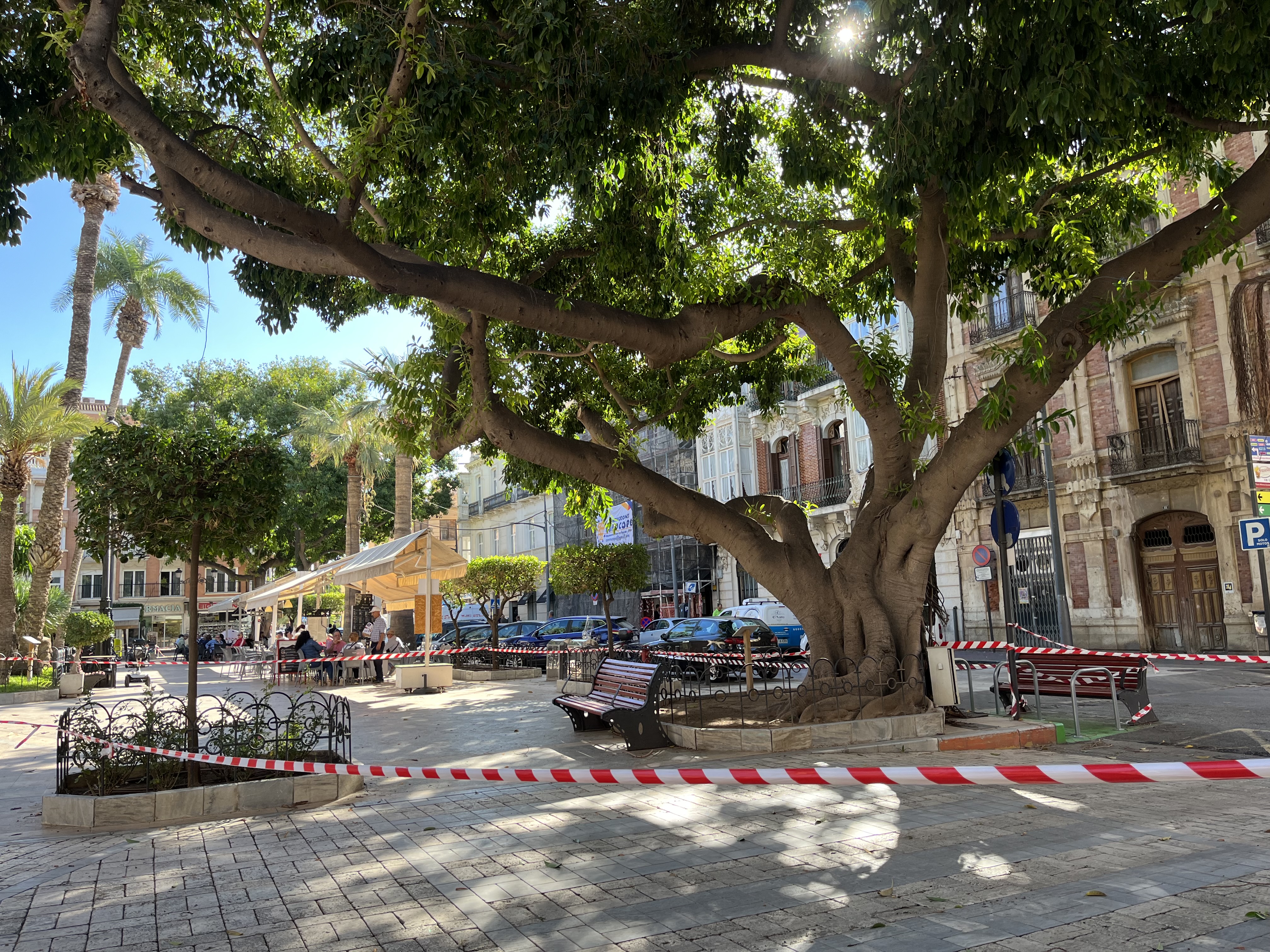 Los ficus de la Glorieta continúan balizados como medida preventiva frente a la caída de ramas