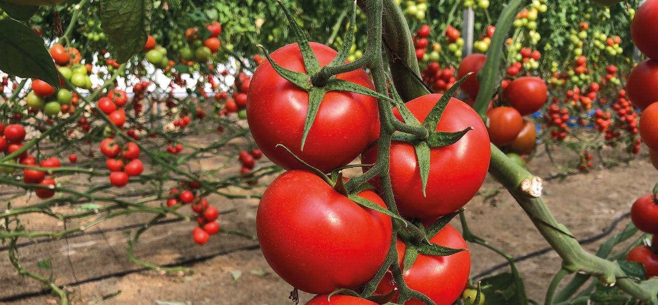 El próximo lunes se abre el plazo de inscripción en los cursos gratuitos de fomento del empleo en el sector agrícola