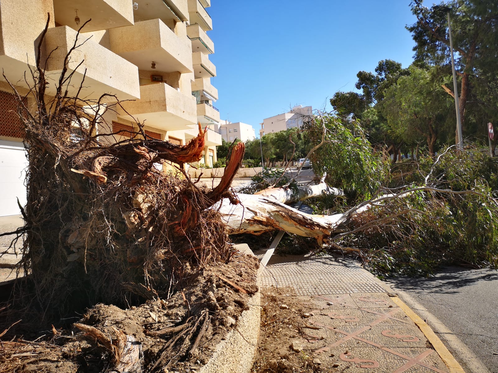 El edil de Parques pide que se extreme la precaución durante la Alerta Naranja por vientos