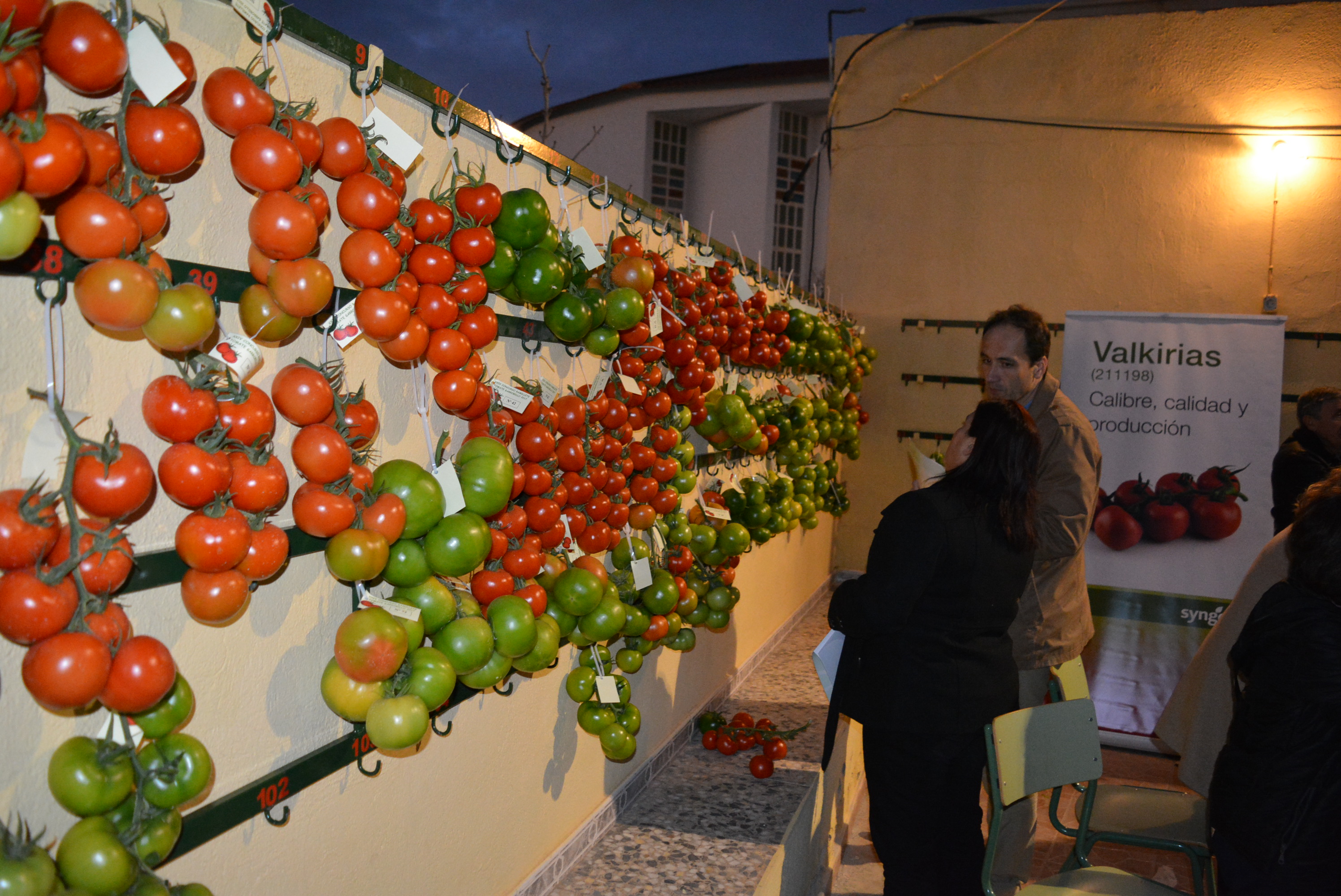 El XXIV Concurso de Ramillete de Tomate registra su récord de participantes