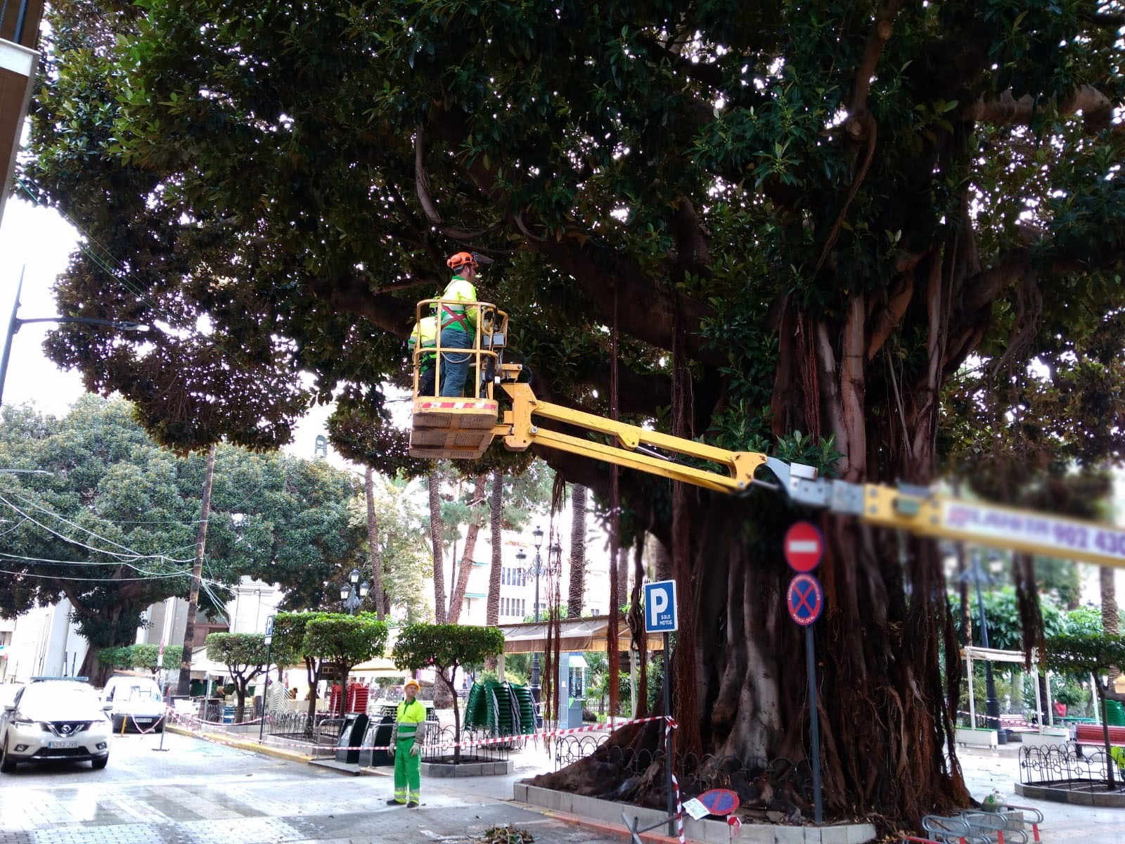 Un experto con certificación europea está revisando y podando los ficus de la Plaza de España