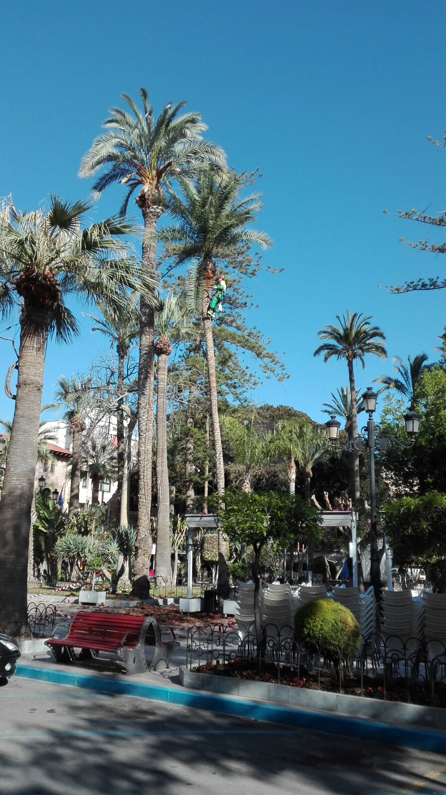 Un experto con certificación europea podará más de 150 palmeras del centro de Águilas