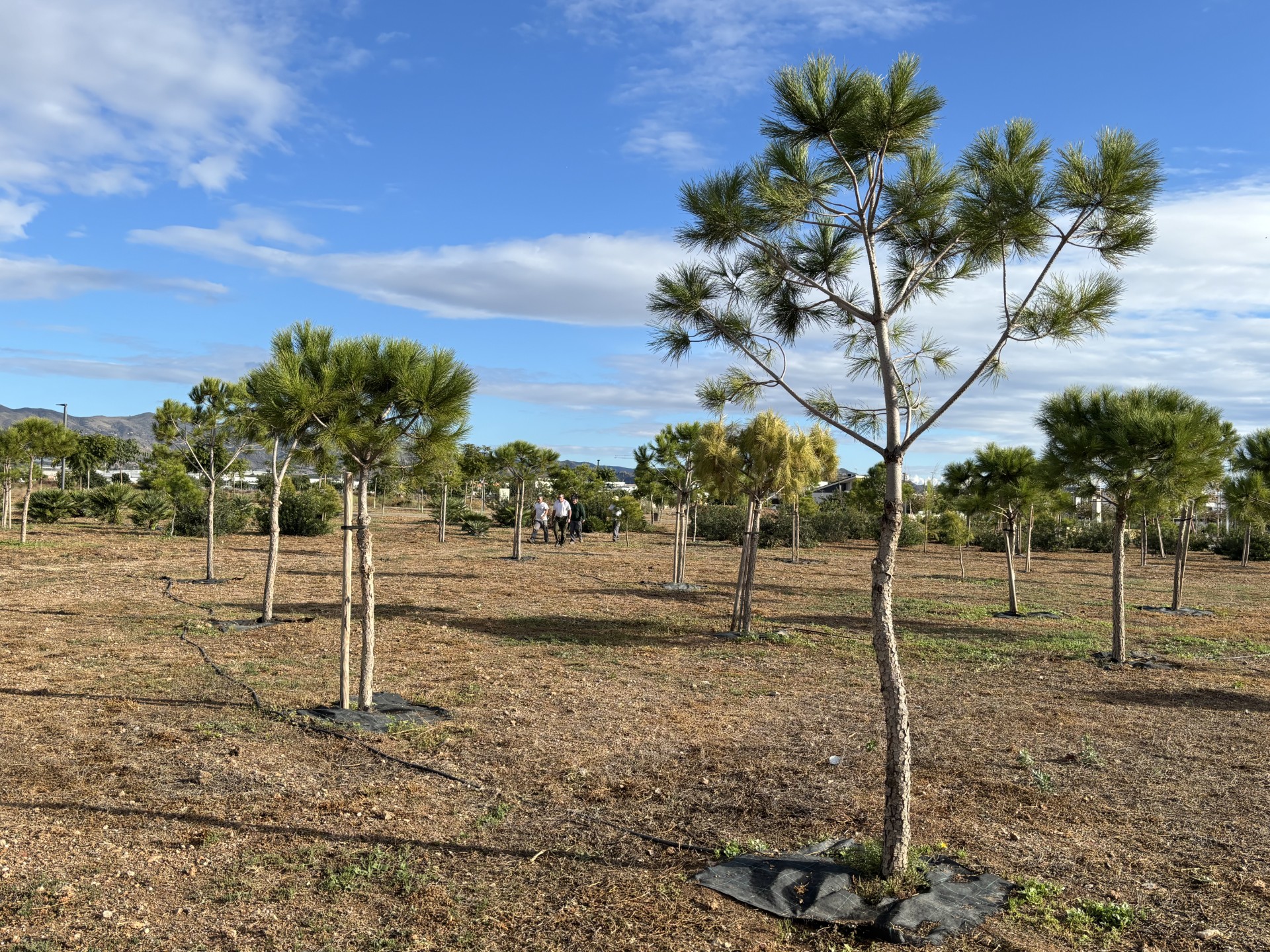El parque forestal Felipe López vuelve a ser vandalizado apenas veinticuatro horas después de la actuación de replantado de pinos 