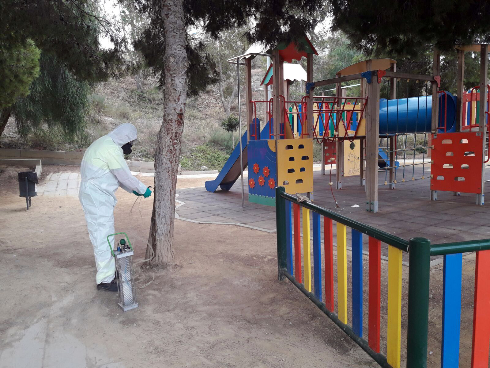 El Ayuntamiento de Águilas aplica una técnica no invasiva, denominada endoterapia, a más de 500 pinos del municipio