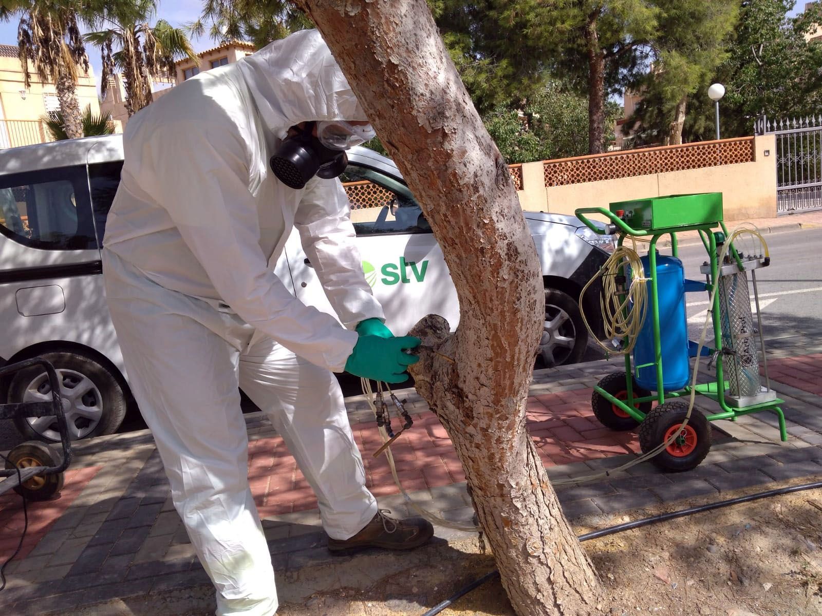 El Ayuntamiento protege con una técnica denominada endoterapia más de un centenar de pinos