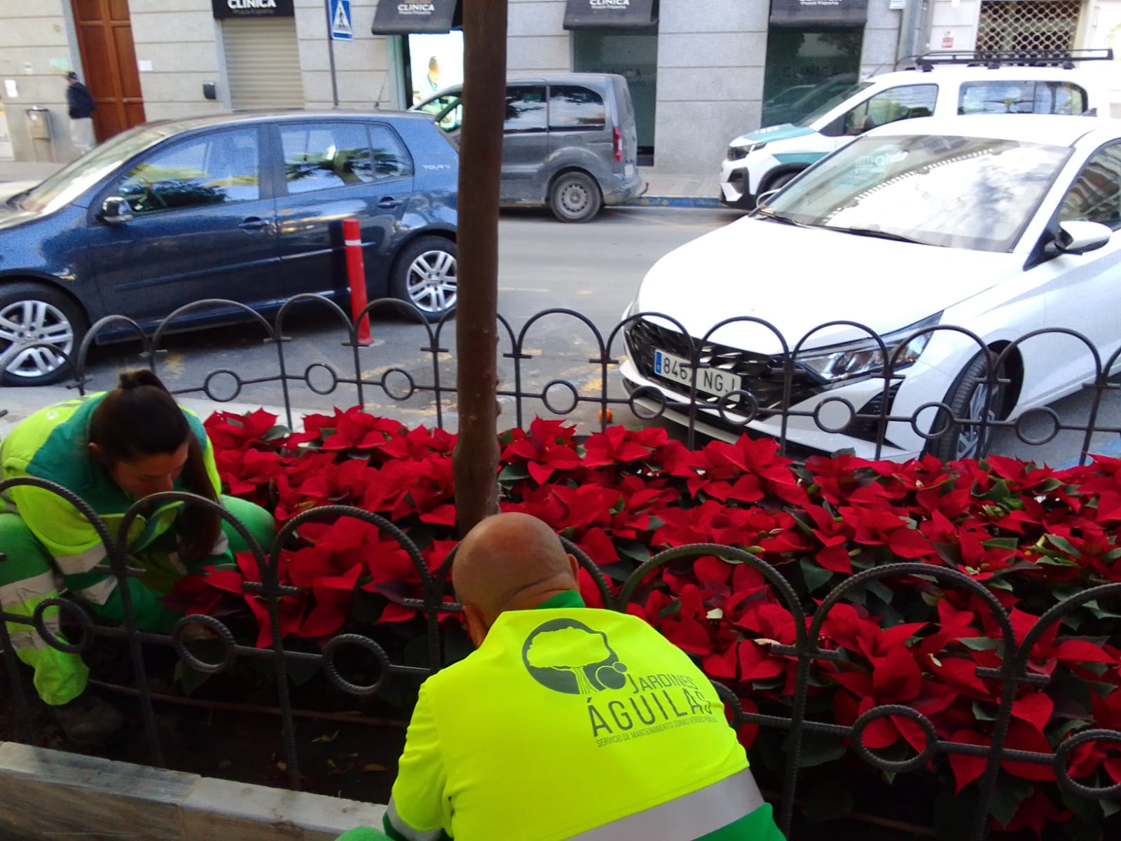 Más de 1900 flores de temporada ya lucen en parques y jardines de la localidad