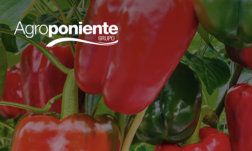 Grupo Agroponiente se implanta en la localidad de Águilas con unas instalaciones de 105 hectáreas de cultivo que darán empleo a 250 personas