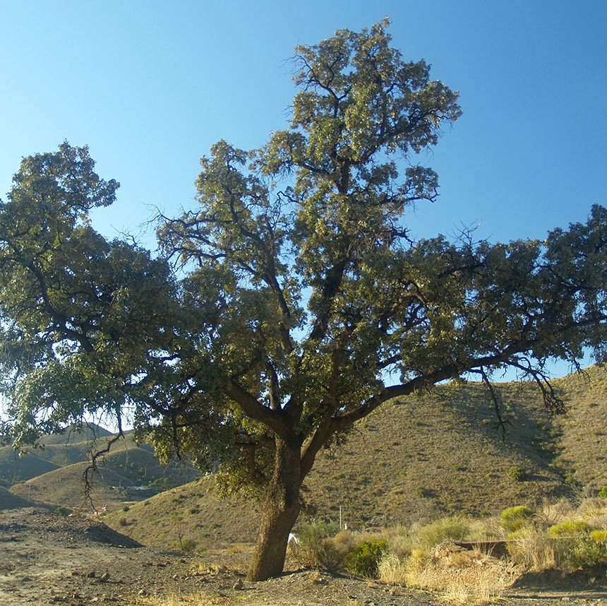 EDUCACIÓN AMBIENTAL